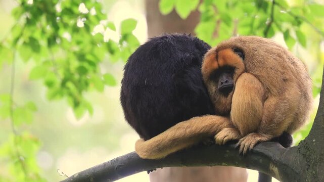 Black howler monkey (Alouatta caraya), adult, male, female, couple, tree, Brazil, South America