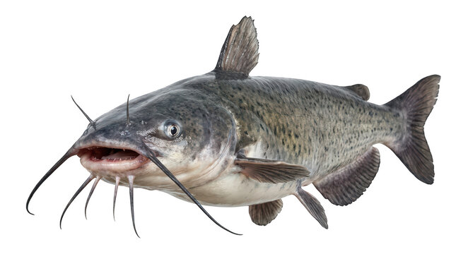 Channel catfish swimming with open mouth and barbels illuminated by studio light isolated on transparent background