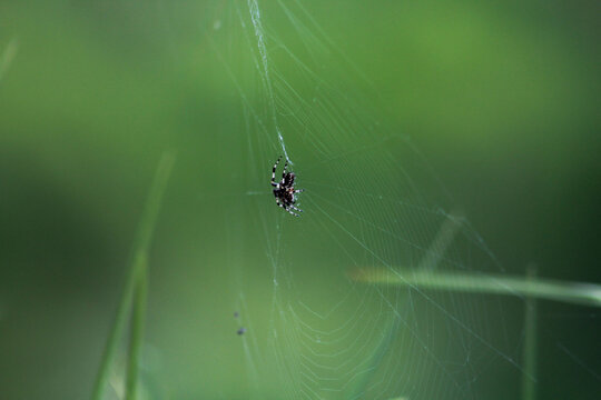 ara&ntilde;a