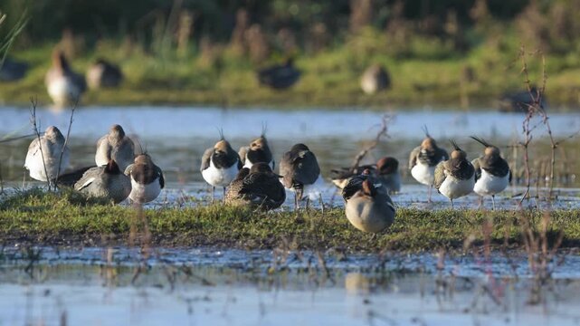 Northern Lapwing, Vanellus vanellus, birds on marshes at winter
