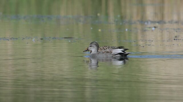 Gadwall, Mareca strepera, pair of birds on lake