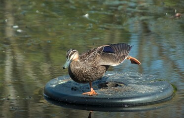 Pacific Black duck (Anas superciliosa) stretching left wing and leg. © Andrew K Waugh