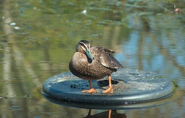 Pacific Black duck (Anas superciliosa) in a sunny position on a man made pontoon. © Andrew K Waugh