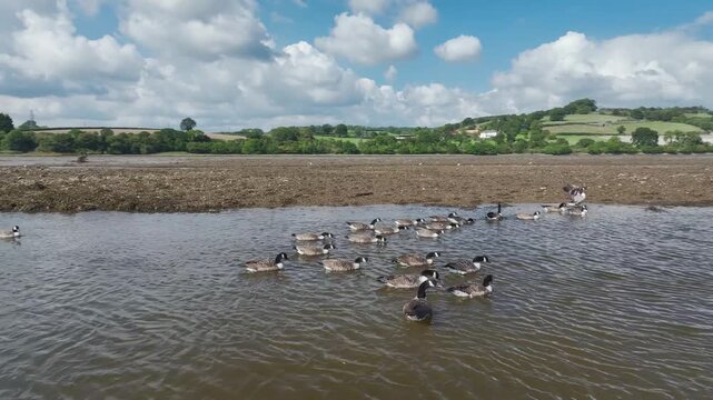 Canada Goose (Branta Canadensis) on River Teign from a drone at low tide, Newton Abbot, Devon, England, United Kingdom