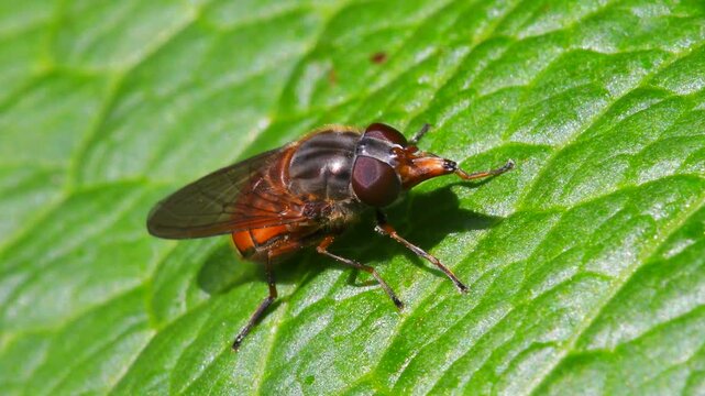 Heineken Fly, Heineken hoverfly (Rhingia campestris) on a green leaf, Devon, England, United Kingdom