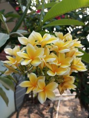 Fototapeta premium Beautiful frangipani flowers are blooming.