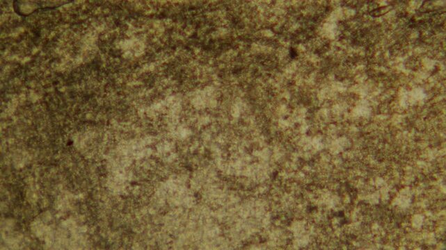 Plant cells under microscope, brown leaf or stem tissue with cell walls extreme close up macro, biology lab research, school education and AI agent study