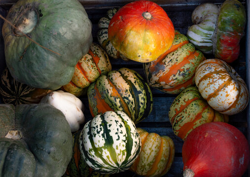 Assorted Heirloom  pumpkins and Gourds in Wooden Crate. Top down view of colorful heirloom gourds and winter squash assortment