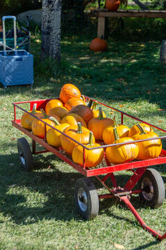 Red Wagon Filled with Yellow Pumpkins. Vintage red cart filled with yellow and orange pumpkins on farm