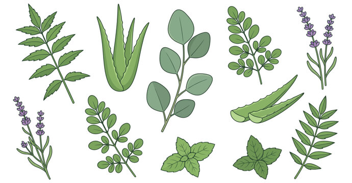 Herbal plants like lavender, aloe vera, mint and moringa for health.