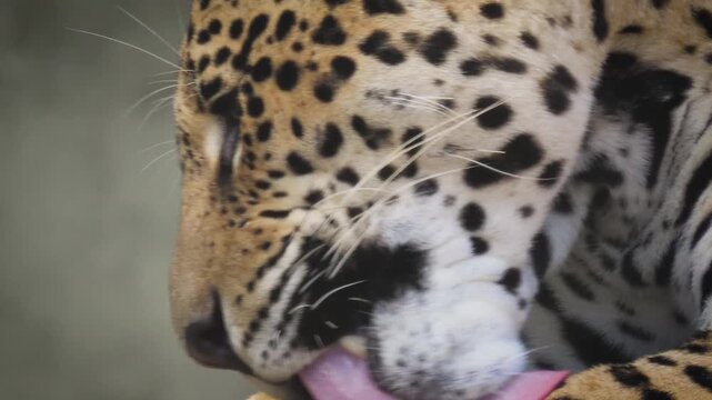 A jaguar (Panthera onca) slowly licking its front paw