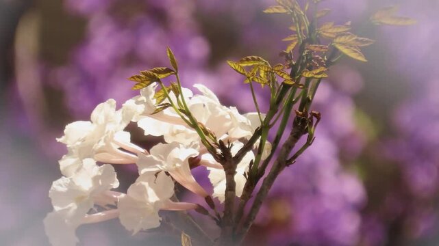 A flowering white ip&ecirc; branch sways in the wind, with purple flowers in the background.