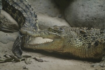 Fototapeta premium A side view of a saltwater crocodile biting its companion's tail
