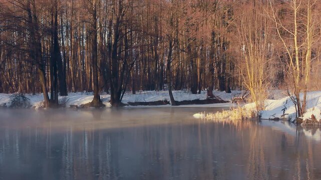 Two swans swimming misty winter river. Snowy forest bank golden sunrise light.