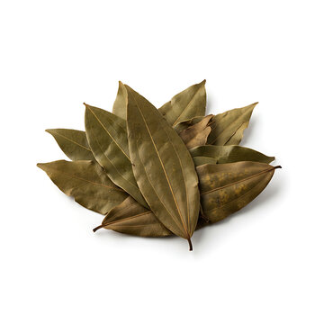 Dried Bay Leaves Isolated on White Background