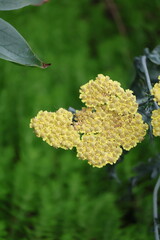 Yellow yarrow flower cluster in close-up against a soft green garden background with copy space. © Illia