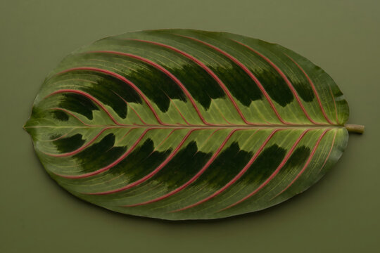 Green and red maranta prayer plant leaf isolated on a matching green background