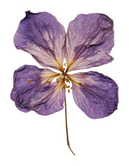 Fototapeta premium PNG Pressed purple flower on white background