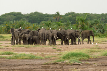 elephants in the savannah © Briana