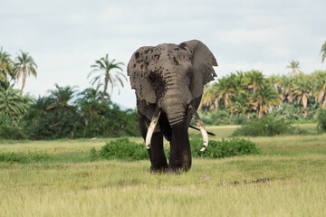 Elephant in the wild © Briana