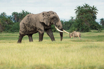 elephants in the savannah © Briana