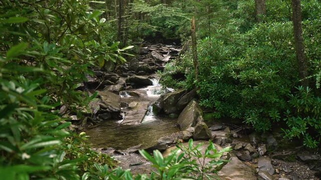 Mountain stream flowing through rocky forest gorge with moss covered stones and thick tree canopy, forming a peaceful and scenic wilderness landscape.