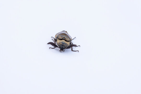 Dark click beetle with comb-like antennae isolated on white background. Black Elateridae click beetle insect isolated on clean white surface