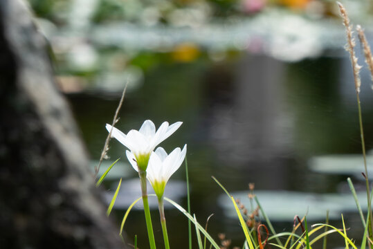 夏の池のほとりに咲く純白のタマスダレ　滋賀県草津市