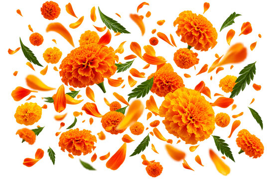 Orange Marigold Flowers, Petals and Green Leaves Isolated Floral Decorative Collection
