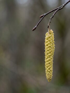 Hazel catkin hanging on tree branch in early spring, yellow male catkin floral bloom closeup, botanical nature photography for seasonal background
