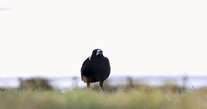 Close-up of an Australian magpie bird walking in a brightly lit grassy field whilst foraging for insects. Captured in slow motion from a low perspective.