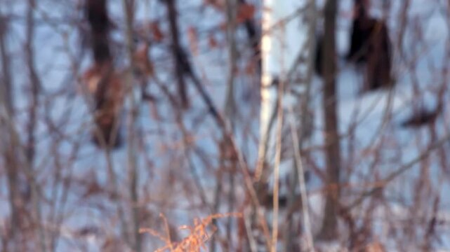 Birch trunks red branches winter forest. Close up snowy thicket sunset light.