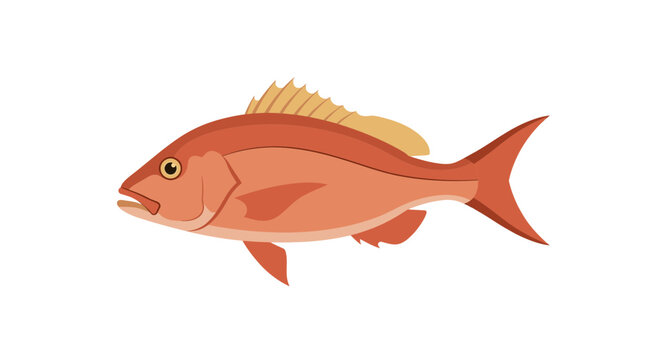 Red Snapper Fish Vector Illustration Isolated on White
