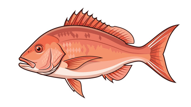 Illustration of a Red Snapper Fish Isolated on White