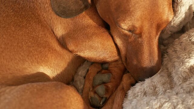 Brown dog peacefully sleeping while curled up on a soft blanket, highlighting a serene moment in a cozy indoor setting with warm light