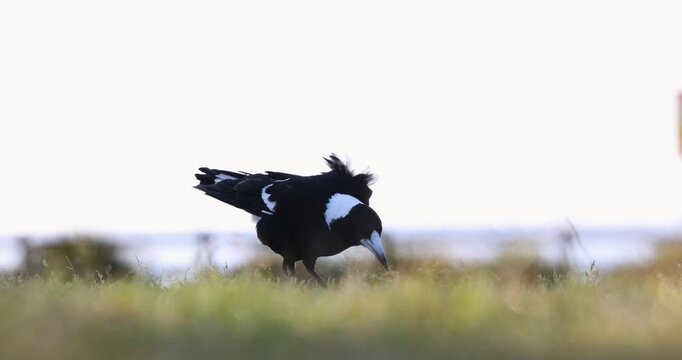 An Australian magpie bird walking in a brightly lit grassy field whilst foraging for insects. Captured in slow motion from a low perspective on a sunny morning.