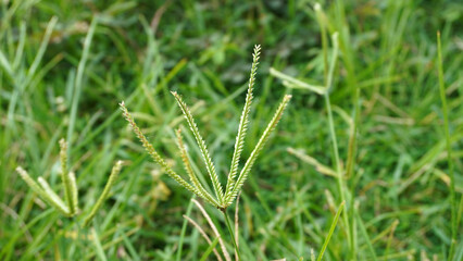 Close-up of wild bermuda grass seed head with delicate spikelets, lush green field softly blurred in the background. © anungcamui