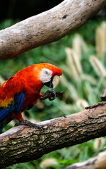 Obraz premium The moment a scarlet macaw grabs a dry branch with one hand