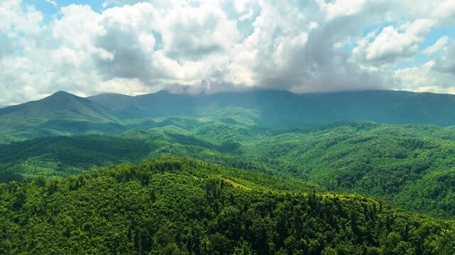 Summer woods of Appalachian mountains with green canopies in colorful forest. Wild nature in summertime humid rain season.