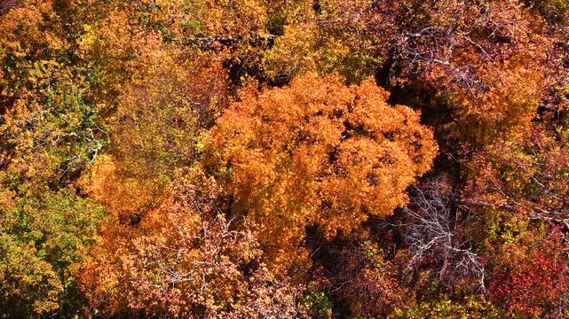 Sunset autumn view of Appalachian forest hills. Lush woods with golden trees in colorful fall season.