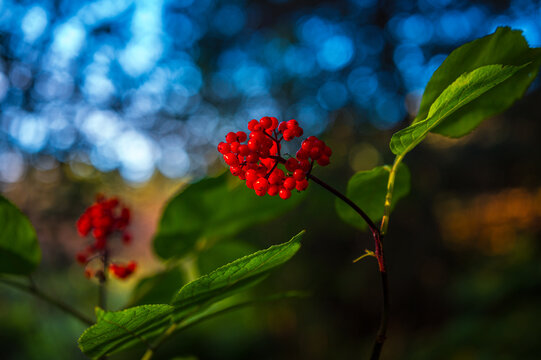 Alaska Homer red elderberry close up with blue bokeh background