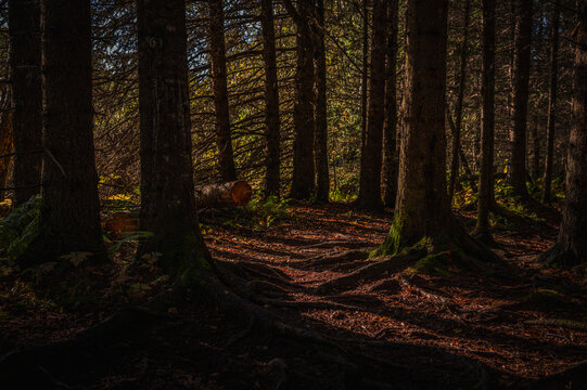 Alaska Homer forest hiking trail landscape at Calvin and Coyle Nature Trail