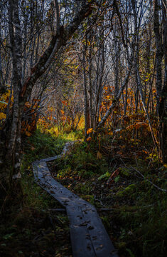 Alaska Homer forest hiking trail landscape with boarwalk at Calvin and Coyle Nature Trail