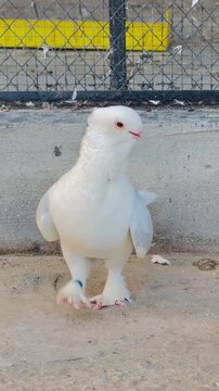 Majestic white fancy pigeon walking gracefully in an outdoor enclosure setting for this high definition animal motion video footage capturing intricate feather details and bird movement