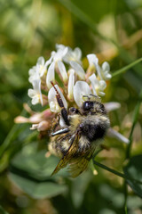 Bumblebee Pollinating White Shrub Flower Cluster Macro © Foundry Photo