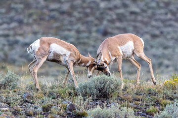 Two Pronghorn Bucks Sparring in Sagebrush Prairie © Foundry Photo