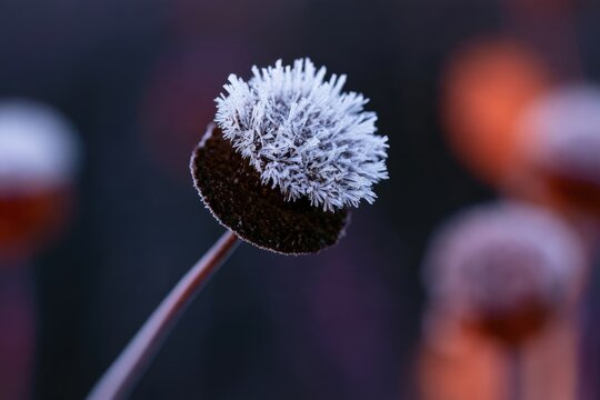 Delicate frost crystals adorn a dark, rounded seed pod