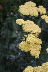 Yellow yarrow flower clusters against a soft garden background © Illia