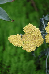 Yellow yarrow flower clusters against a soft garden background © Illia