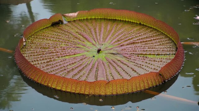 Water pooling on a giant lily leaf